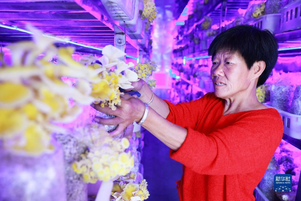推饼子游戏下载
